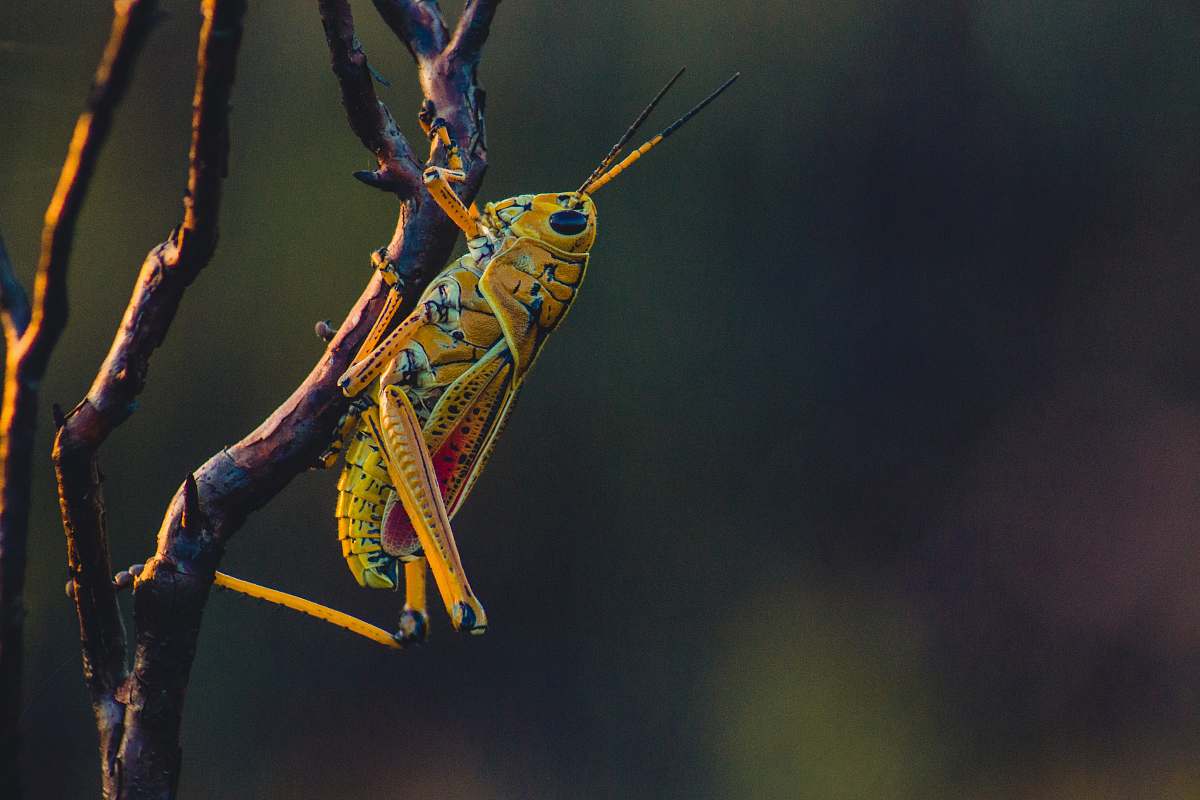 insect macro photography of yellow grasshopper on tree branch grasshopper