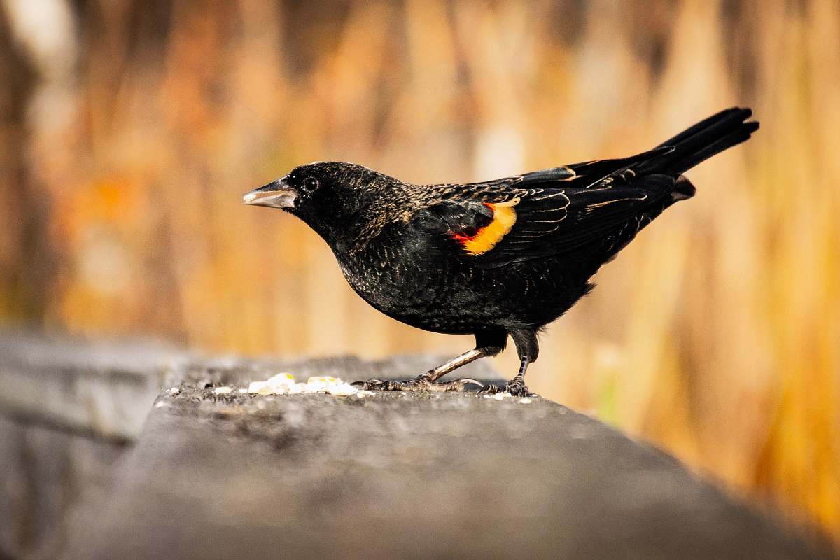 bird macro shot of black bird agelaius