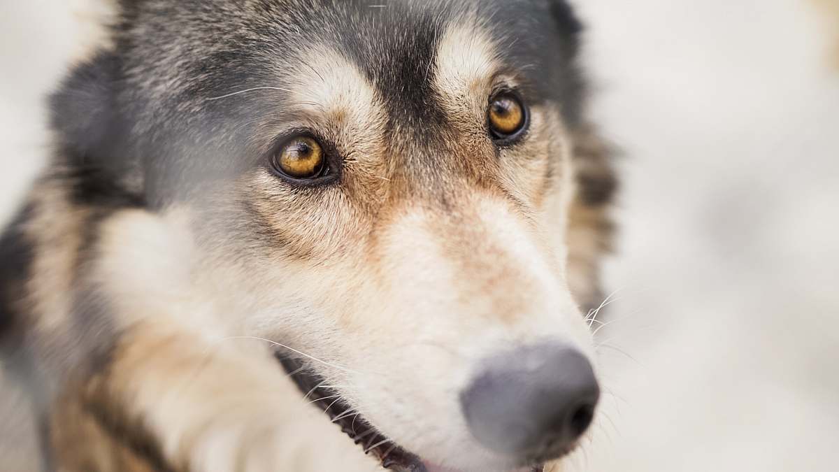 dog macro shot of brown and black dog staring at the person canine