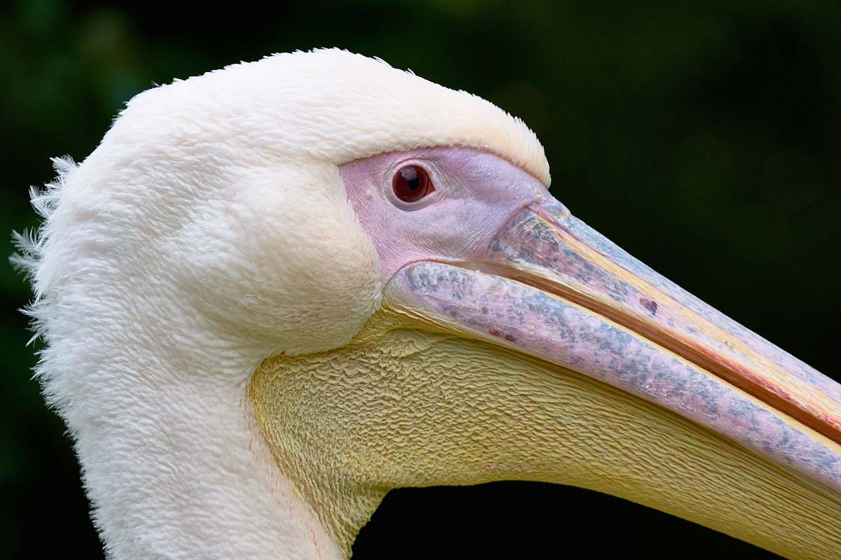bird macro shot of white bird beak