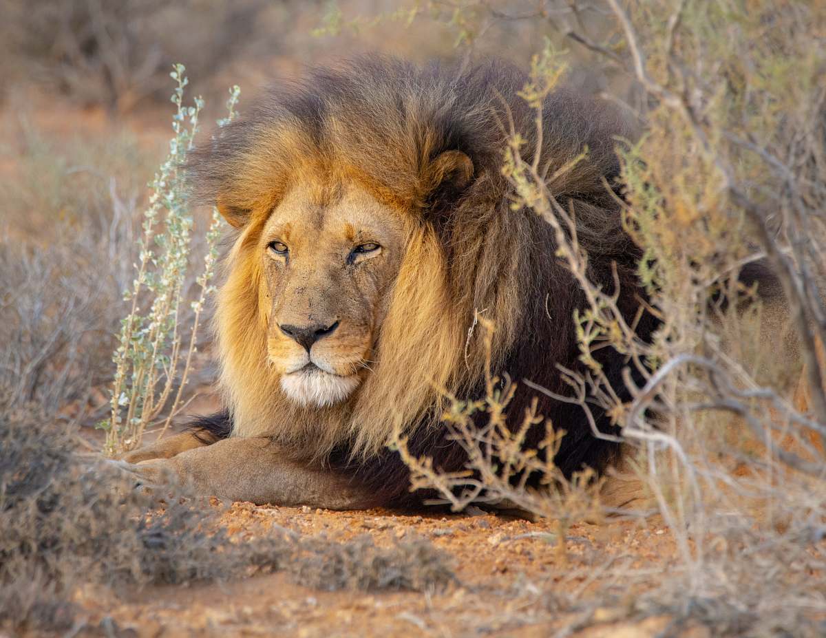 mammal male lion lion
