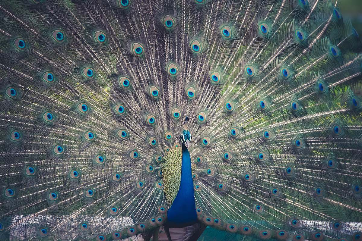 bird male peacock peacock