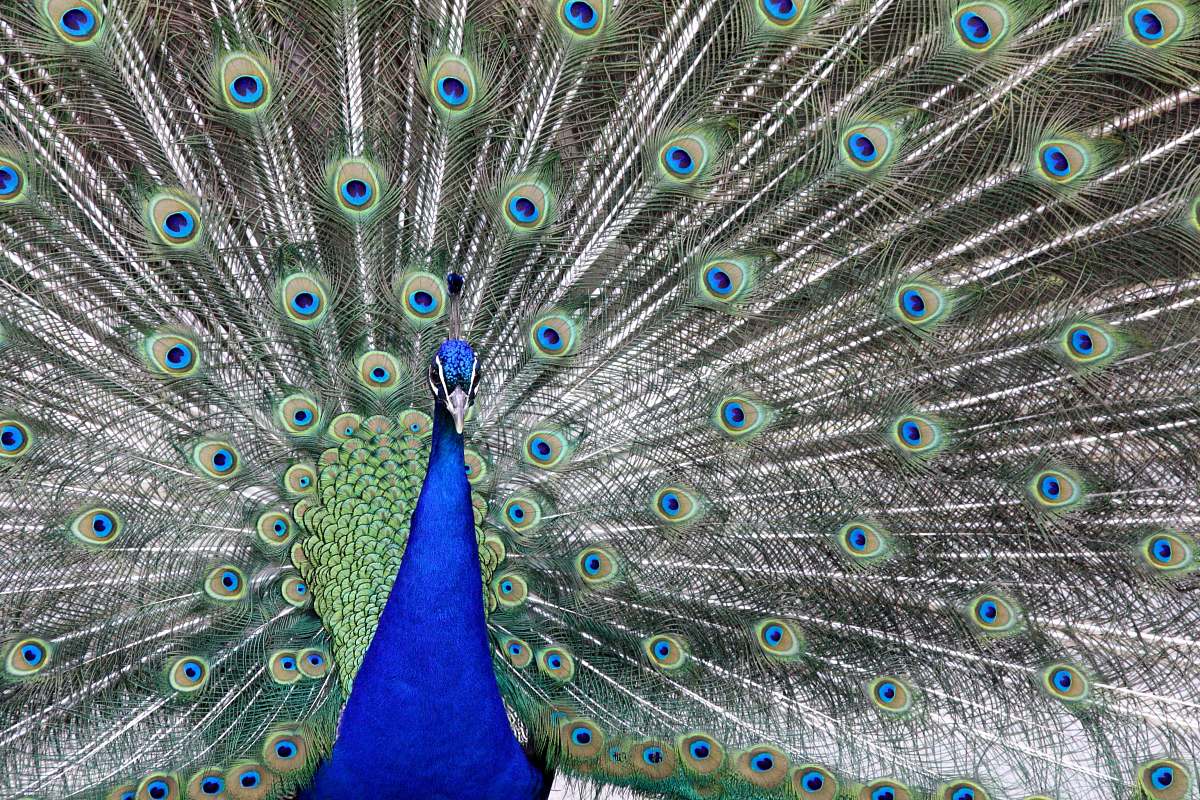 bird male Peacock with spread tail peacock
