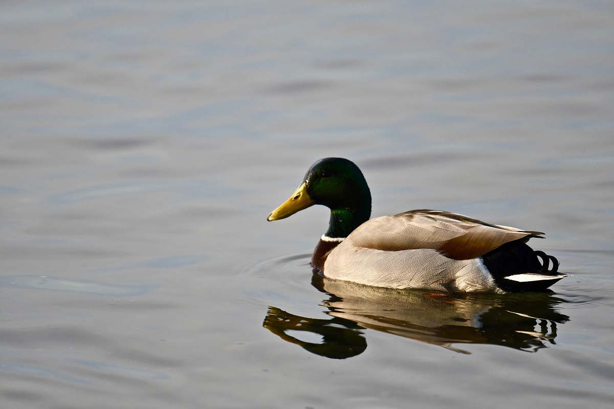 bird mallard duck floating on body of water duck