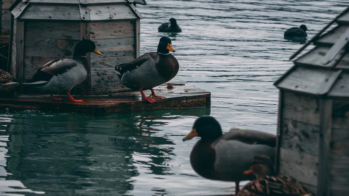 bird mallard duck on dock duck