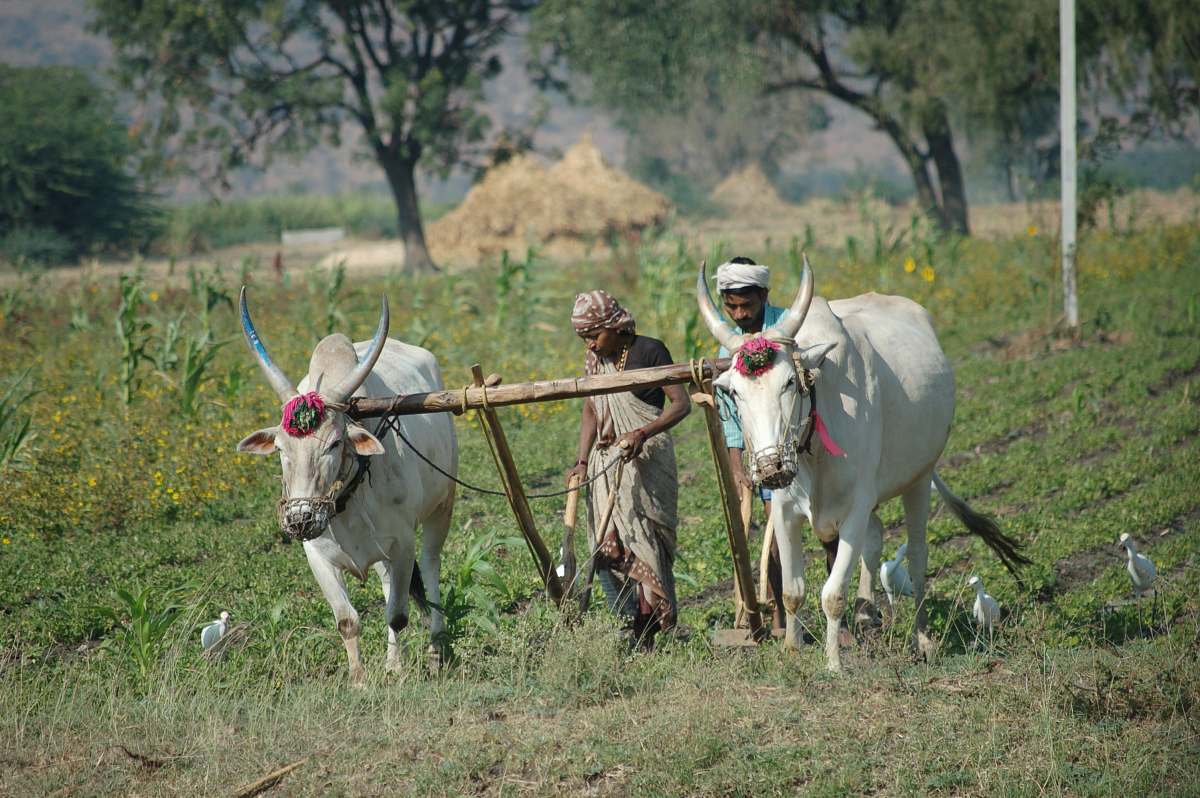 cattle man and woman plowing field using two cattle cow