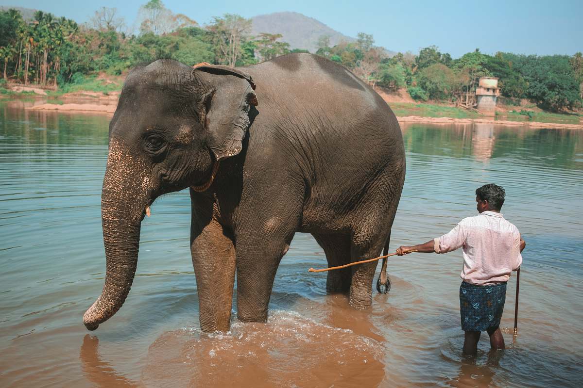 elephant man cleaning black elephant mammal