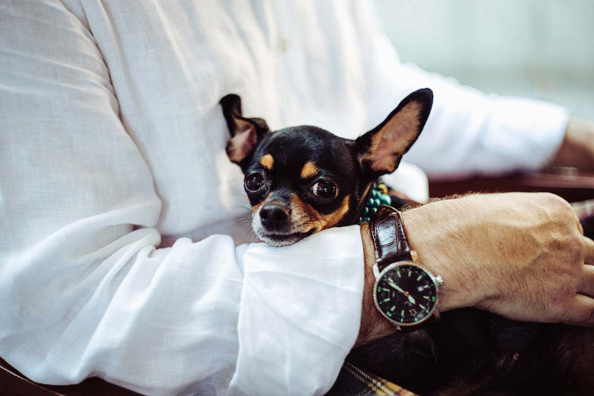 dog man in white dress shirt wearing round analog watch with brown leather bracelet holding black chihuahua during daytime pet