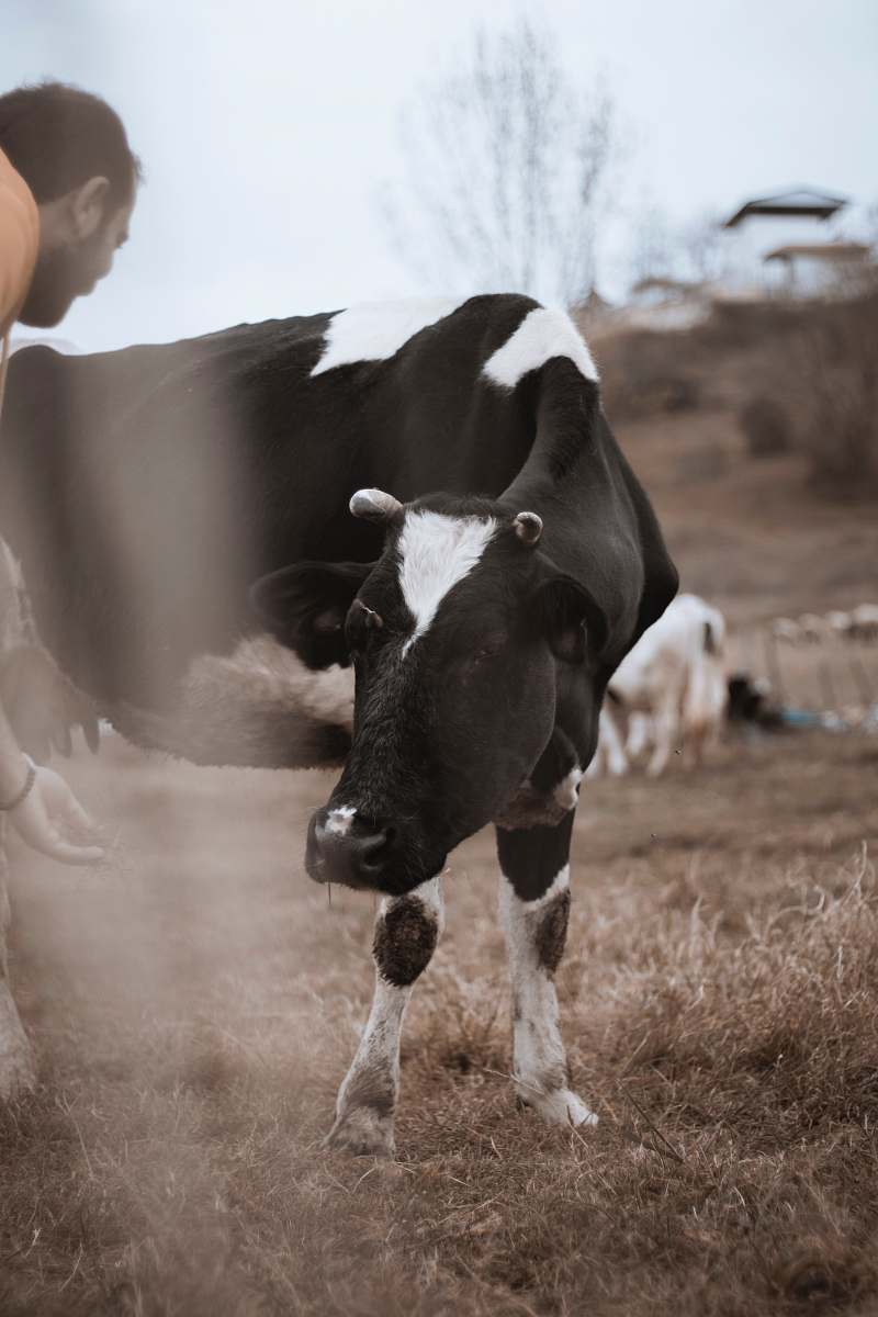 cattle man near black and white cattle cow