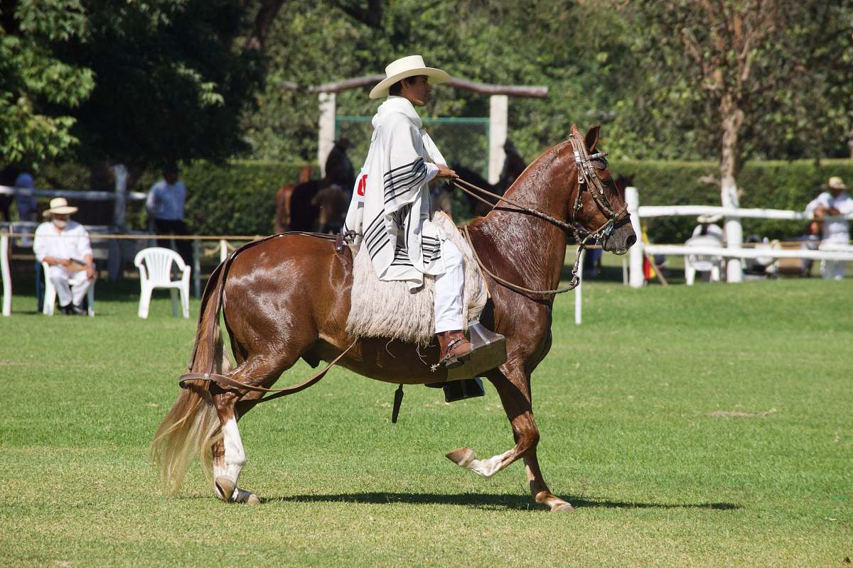 mammal man riding horse near people horse