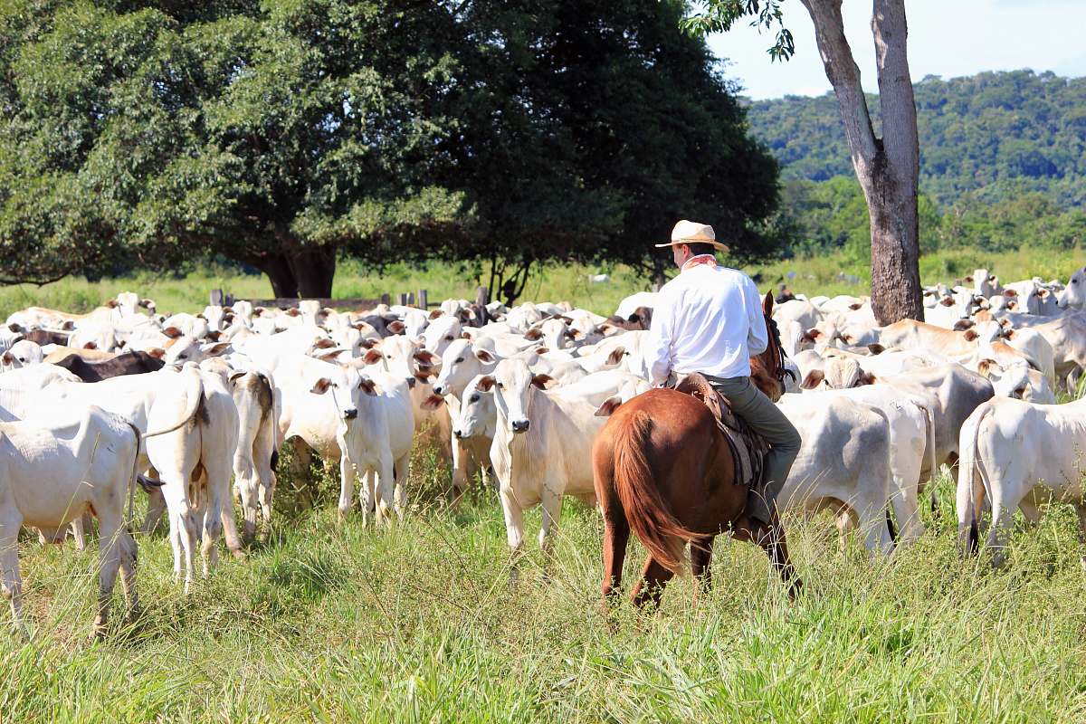 cattle man riding on white cattle near many cattle in green field cow