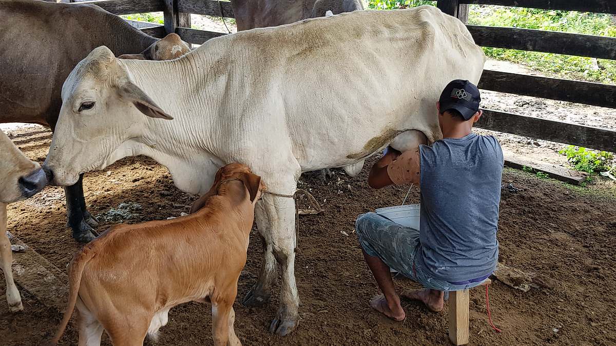 cattle man sitting beside white cattle cow