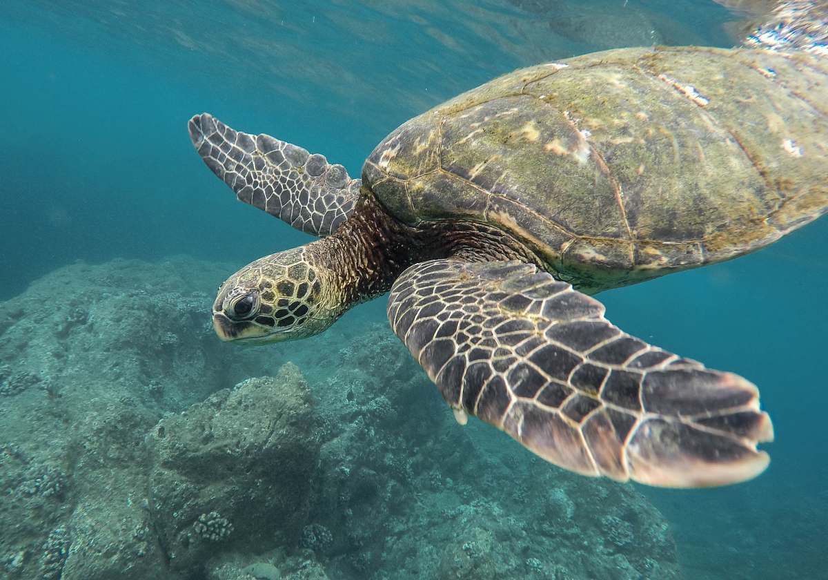 turtle marine photography of turtle sea life
