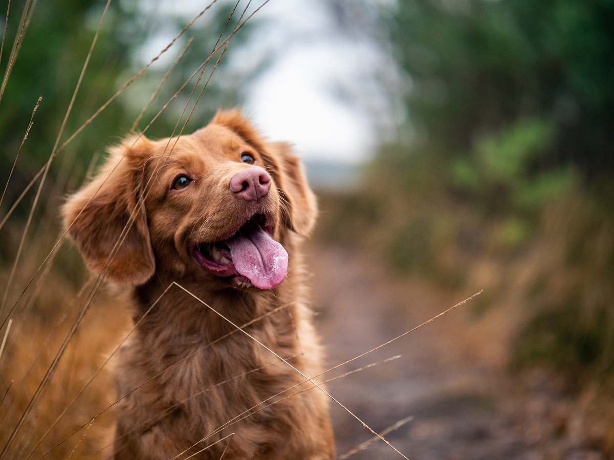 dog medium-coated brown dog during daytime pet