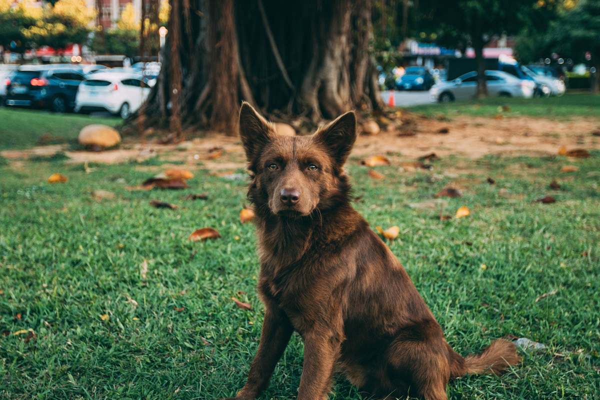 dog medium-coated tan dog sitting near tree pet