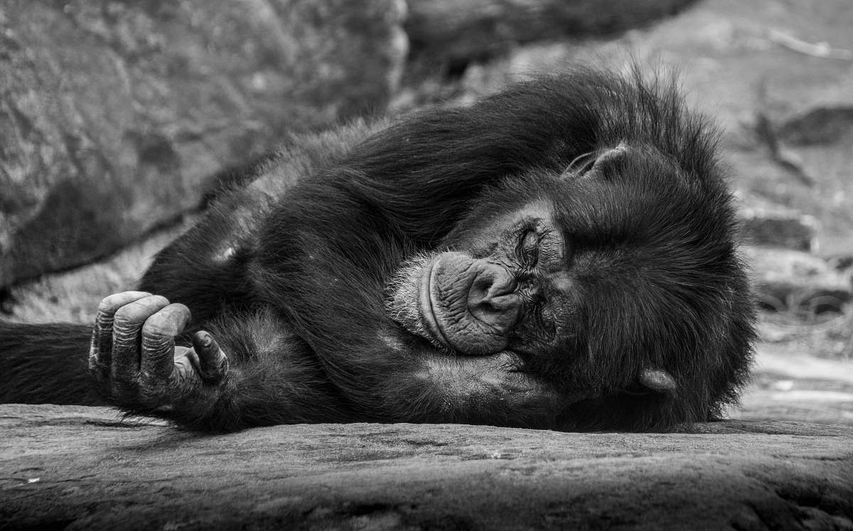 black-and-white monkey lying on surface mammal