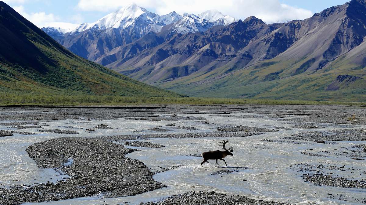 deer moose running on body of water near mountains during daytime wildlife