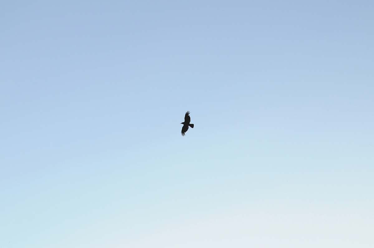 bird one bird flying on skies flying