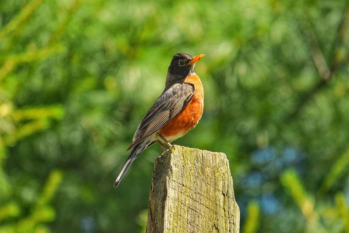 bird orange and black hummingbird robin