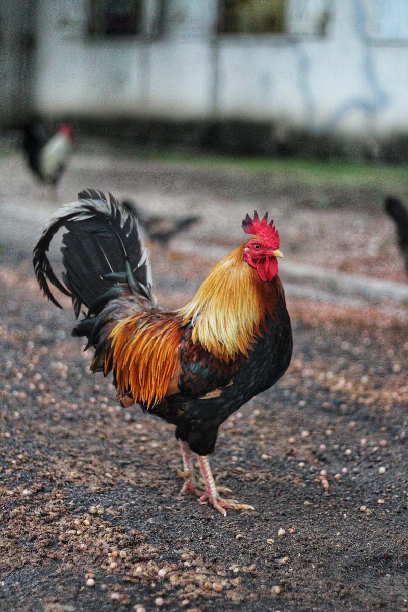 fowl orange and black rooster poultry
