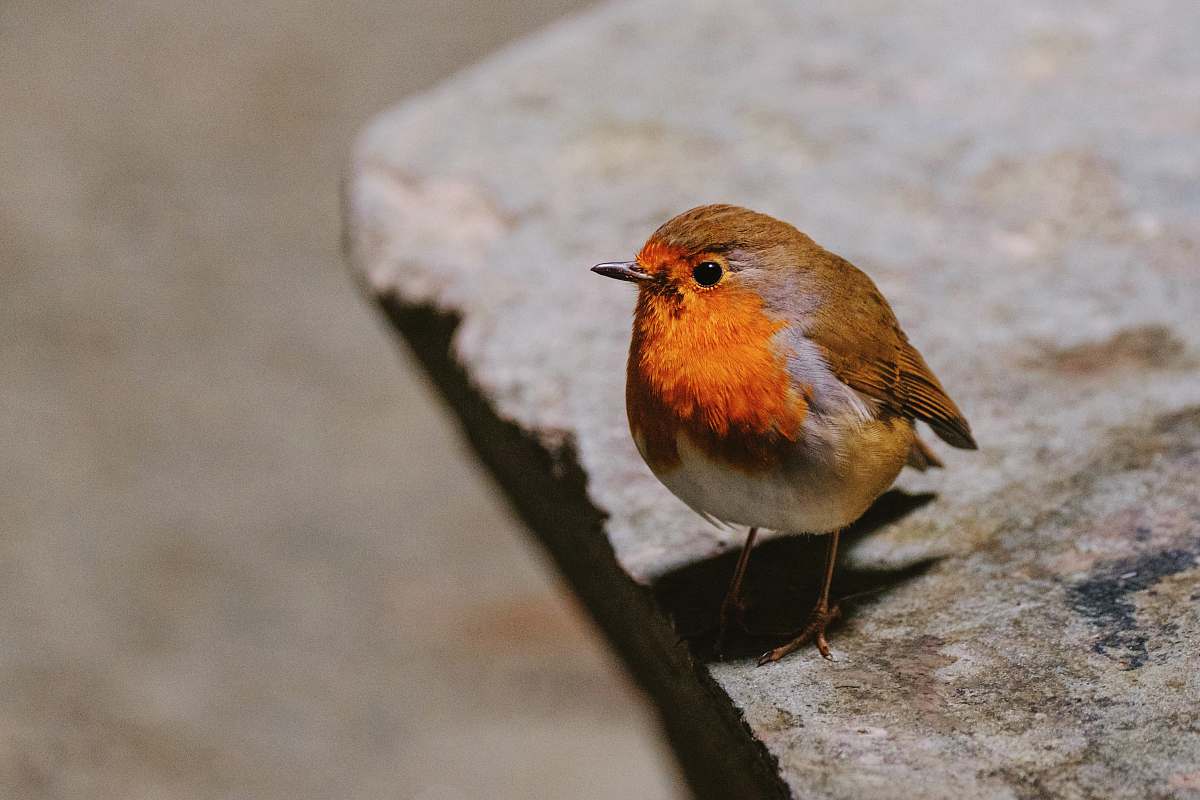 bird orange and gray bird on rock robin