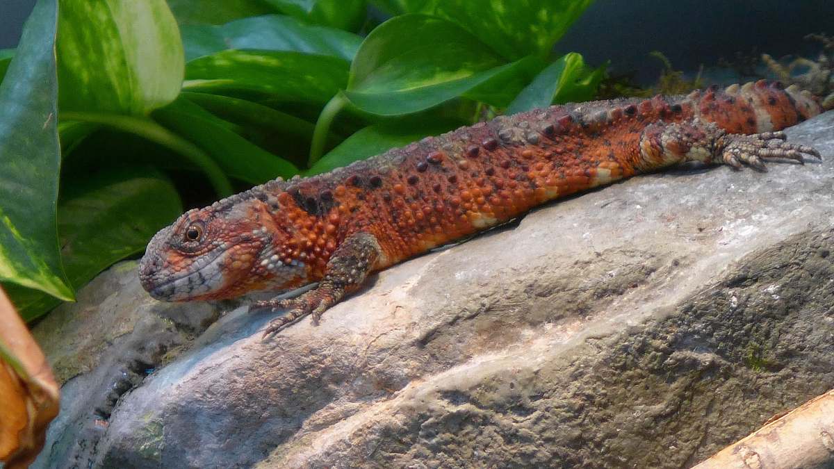 lizard orange and gray lizard on gray rock reptile