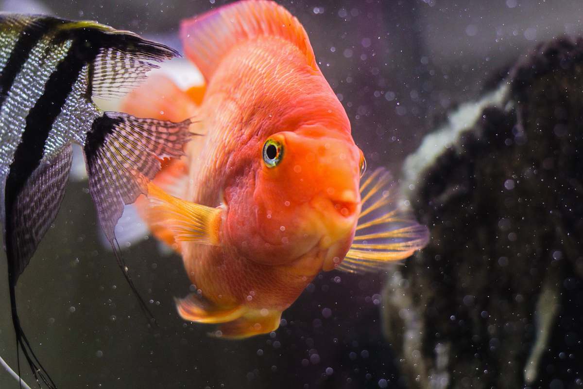 fish orange and gray white fish in water goldfish