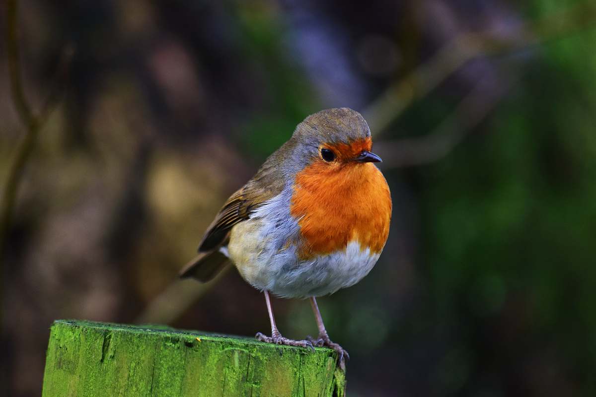 bird orange and grey bird during daytime robin