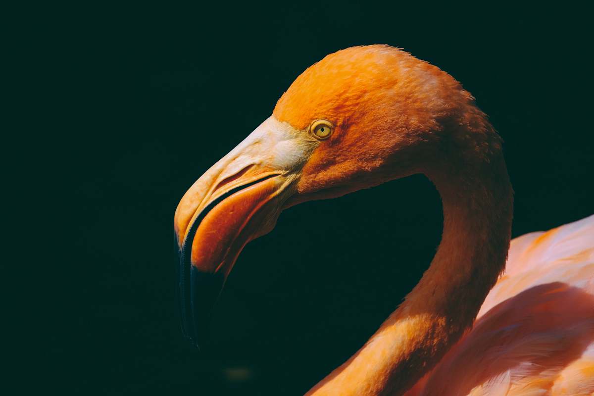 bird orange bird beak