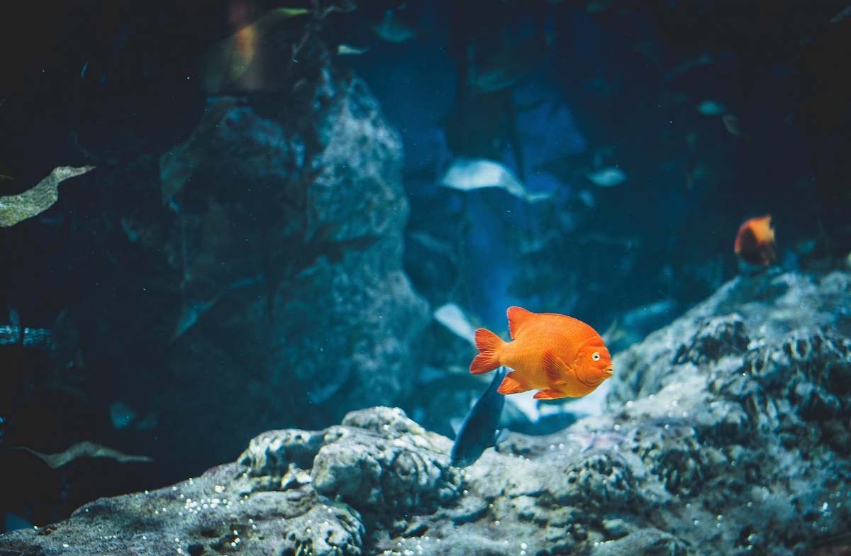 fish orange fish underwater water