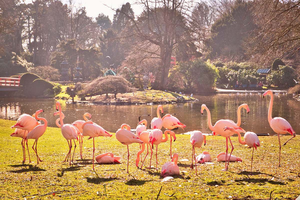 flock orange flamingo bird outdoor during daytime bird