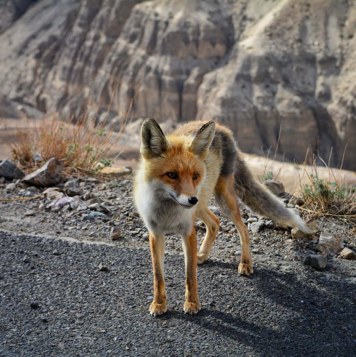 wildlife orange fox fox