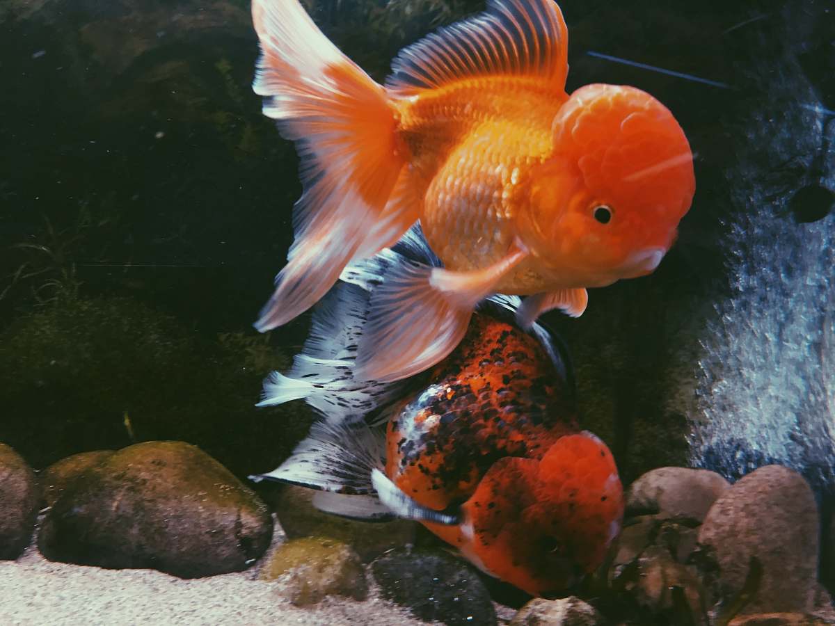 fish orange goldfish goldfish
