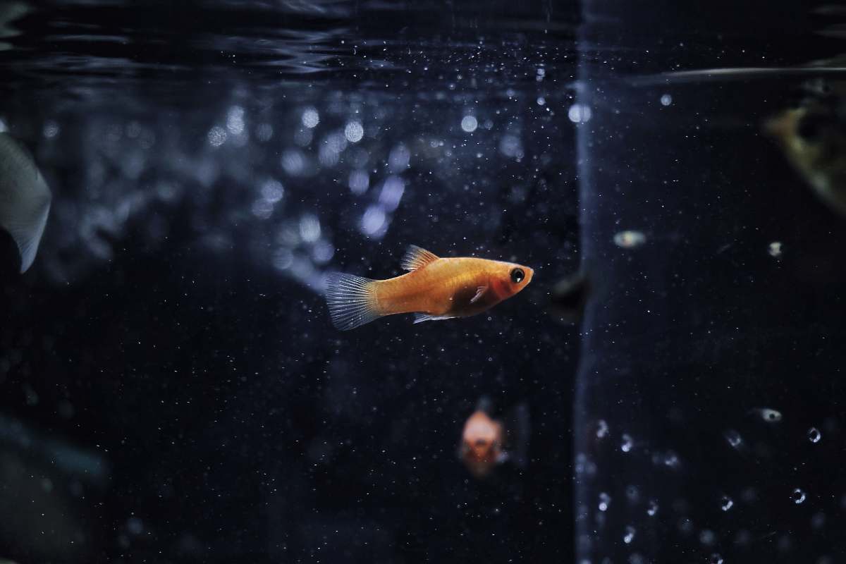 fish orange guppy fish goldfish