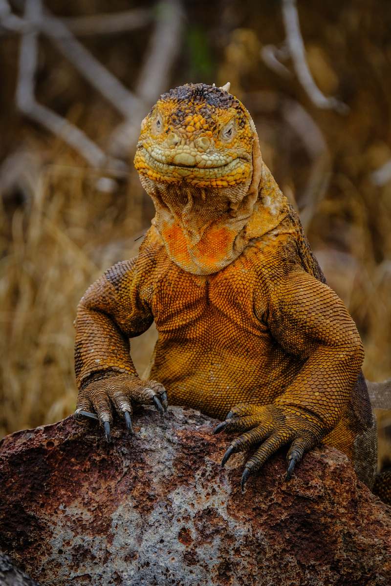 reptile orange lizard on gray rock lizard