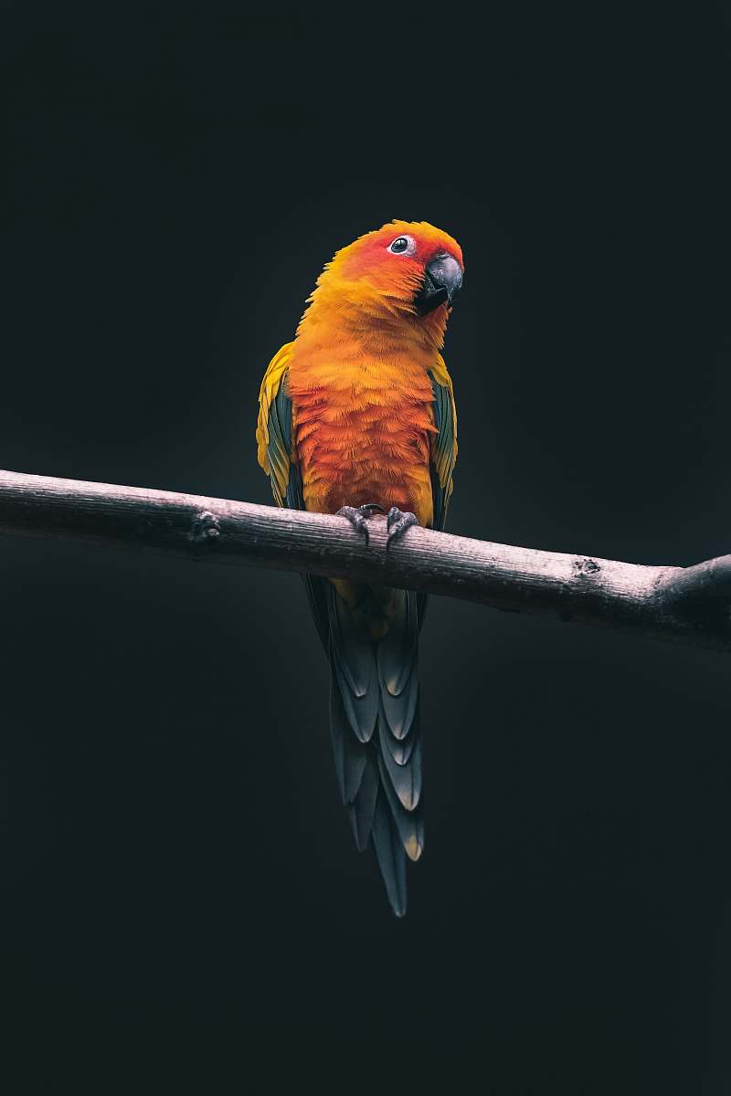 bird orange parrot parrot