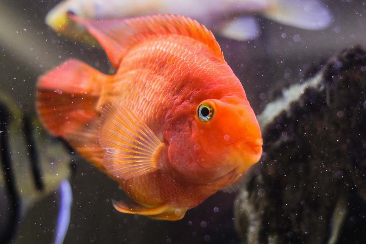 fish orange pet fish goldfish