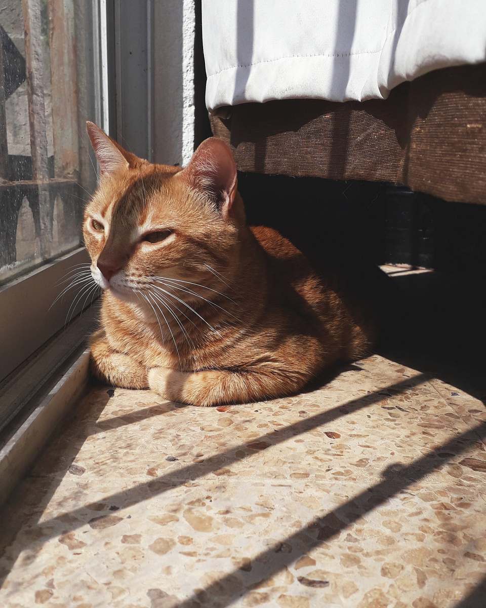 pet orange tabby cat mammal