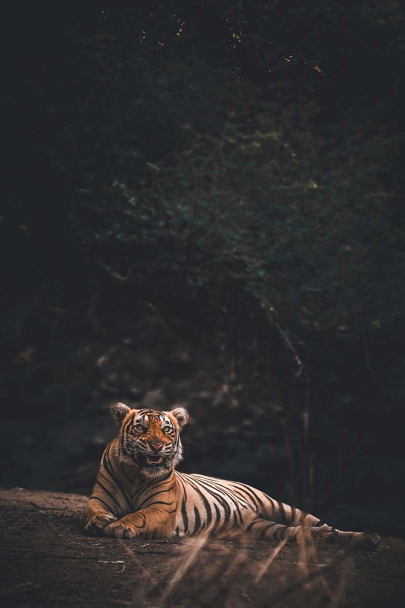 mammal orange tiger tiger