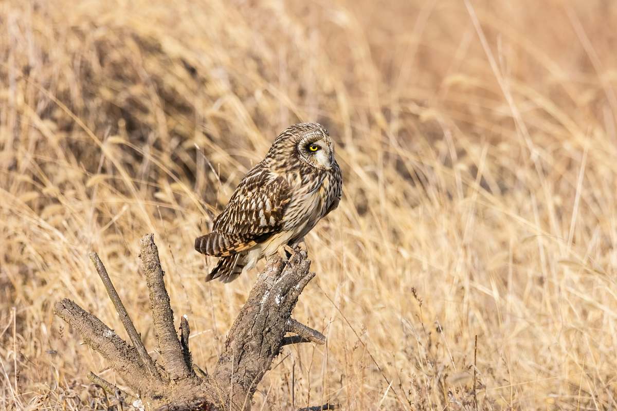 bird owl perching on tree branch owl