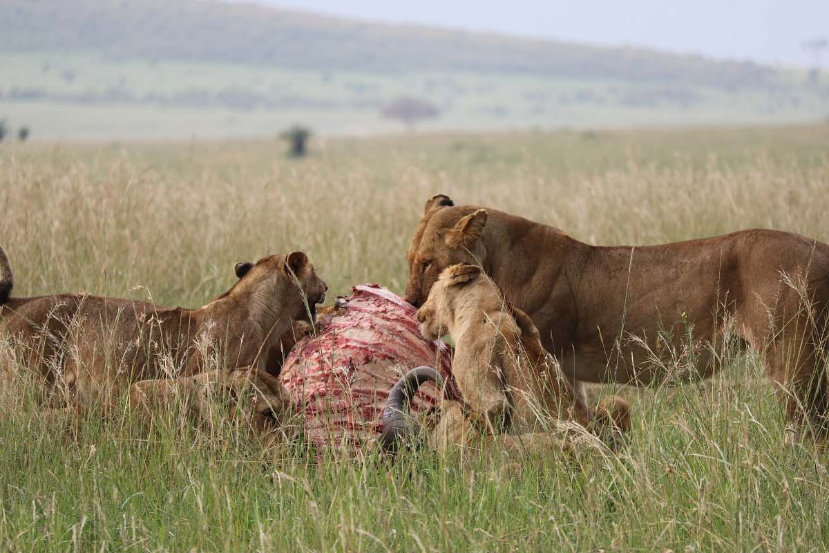 Mammal Pack Of Lion Eating Lion Image Free Photo