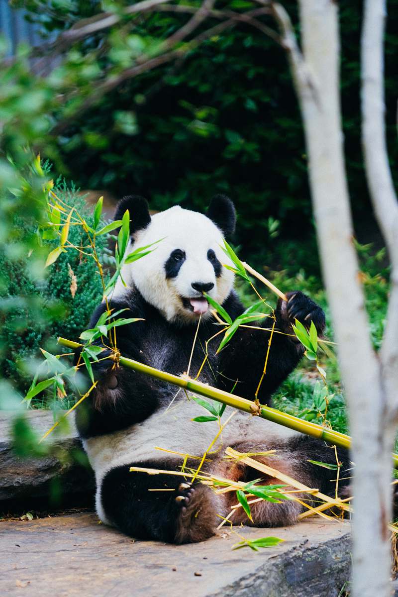 bear panda eating bamboo wildlife