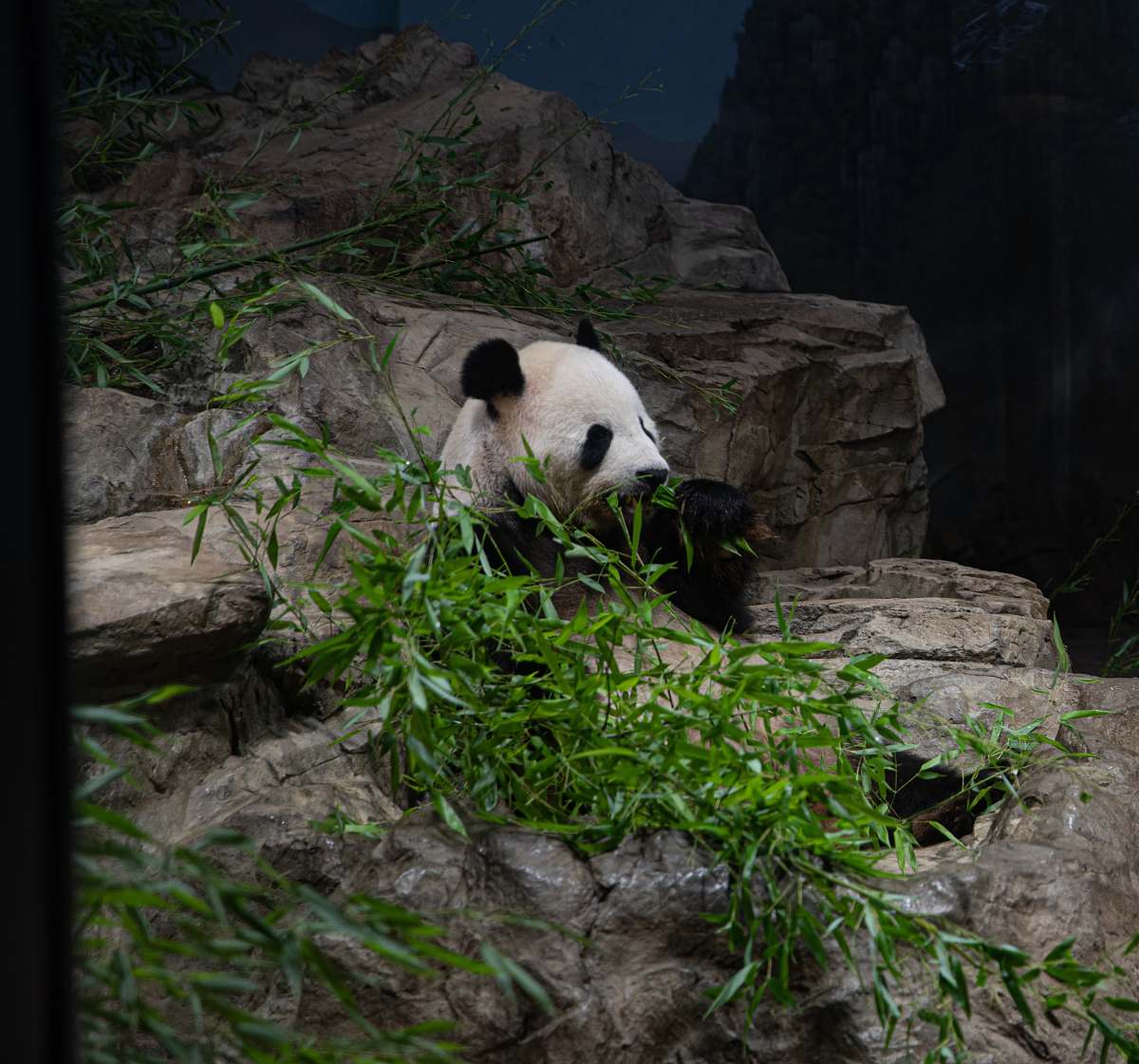 bear panda eating grass giant panda