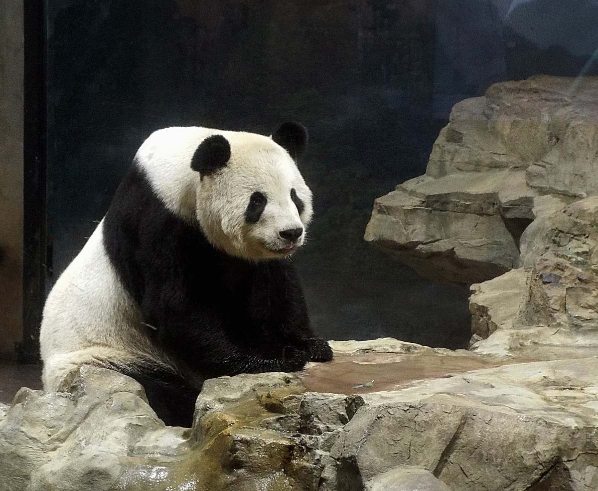 bear panda on rock giant panda