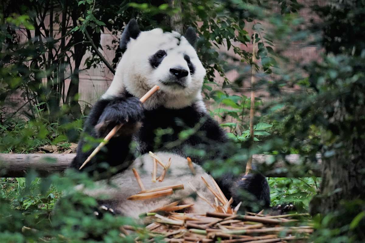 wildlife Panda sitting on floor surrounded by trees bear