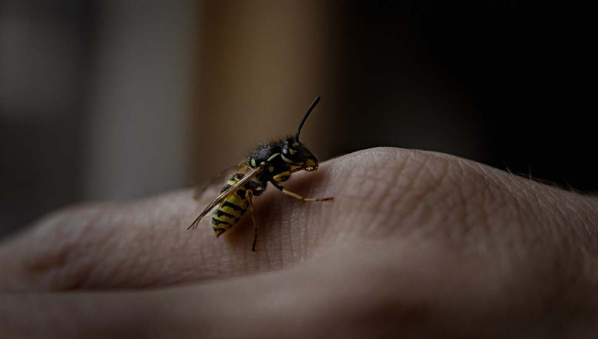 andrena paper wasp on human hand bee