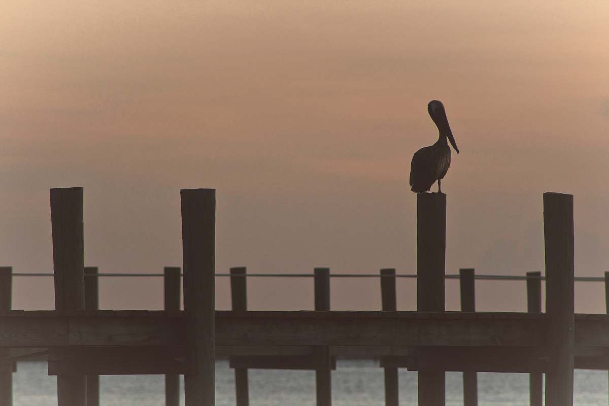 bird pelican bird perching on wooden bridge \ water
