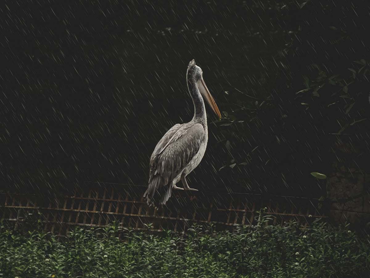 bird pelican on wooden frame stork