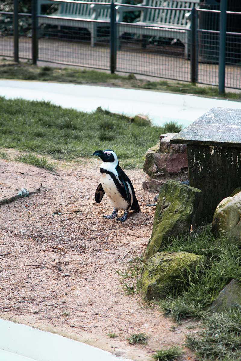 bird penguin near moss covered rock penguin