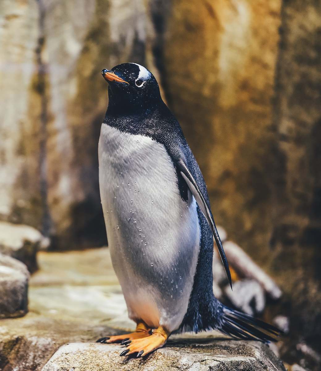 bird penguin on rock penguin